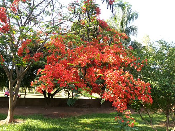 DÃ­a del Ã¡rbol